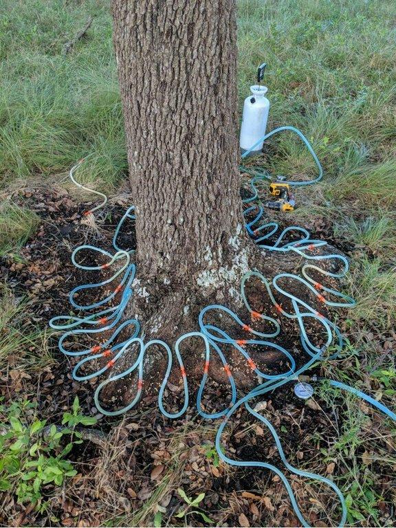 Arborcare & Consulting