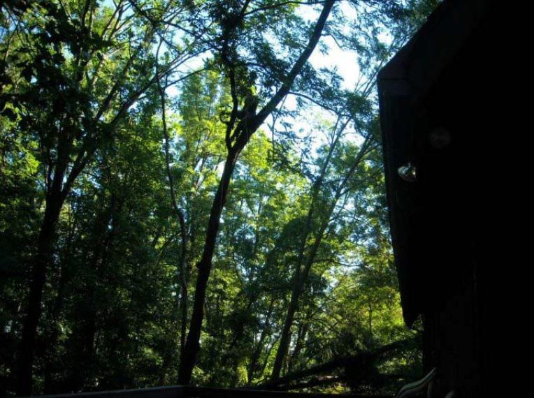 All Seasons Tree Care Inc