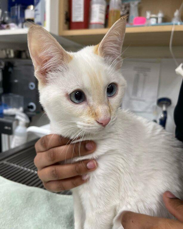 Arizona Spay Neuter Clinic of Scottsdale