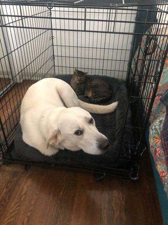 Beautiful Bond Dog Training