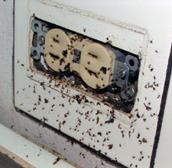 Haggerty Pest Service, Inc.