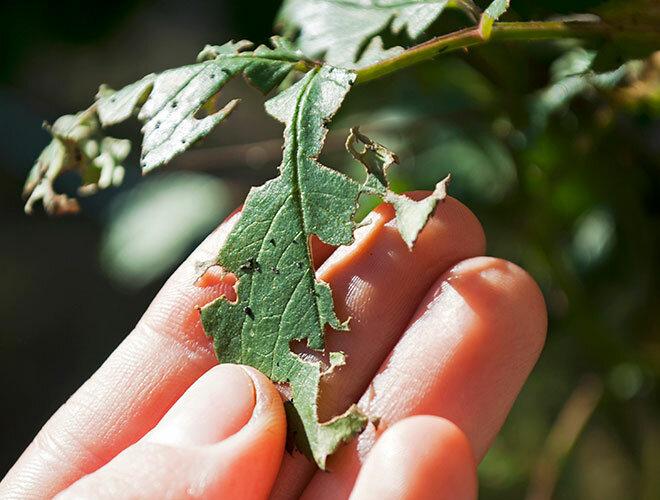 Newbury Park Tree Service