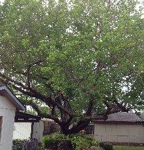 Aaron's Tree Service