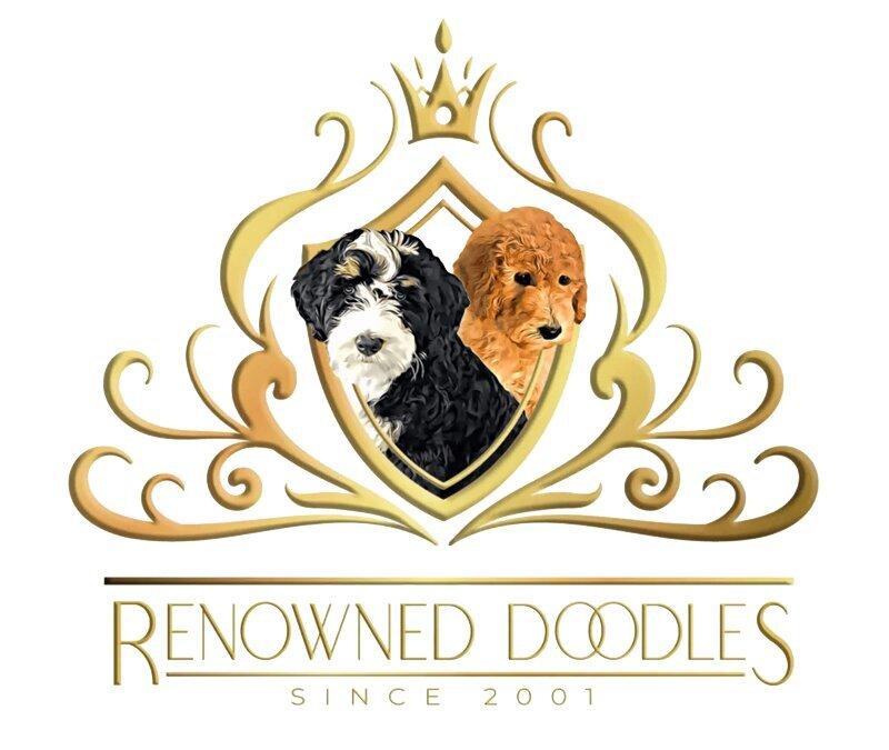 Renowned Bernedoodles