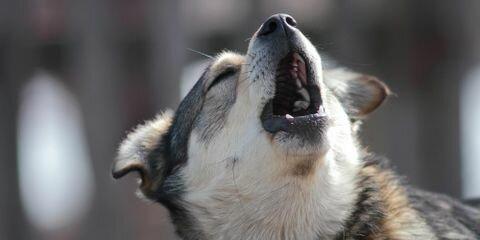 Troy & Wentzville Veterinary Clinic