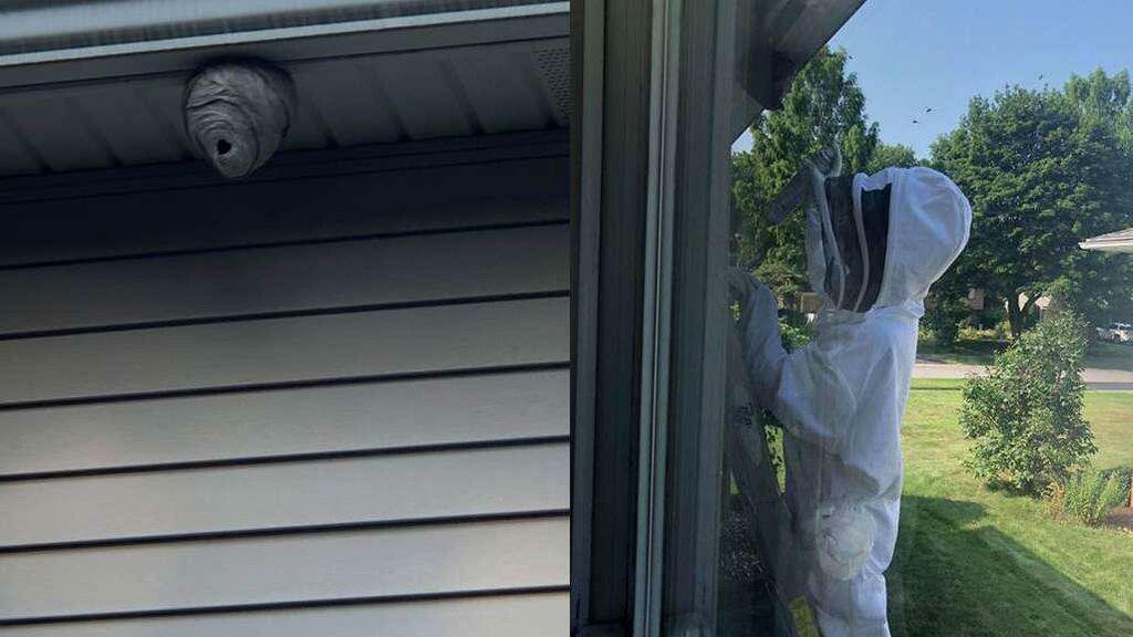 Rochester Pest Pro Inc