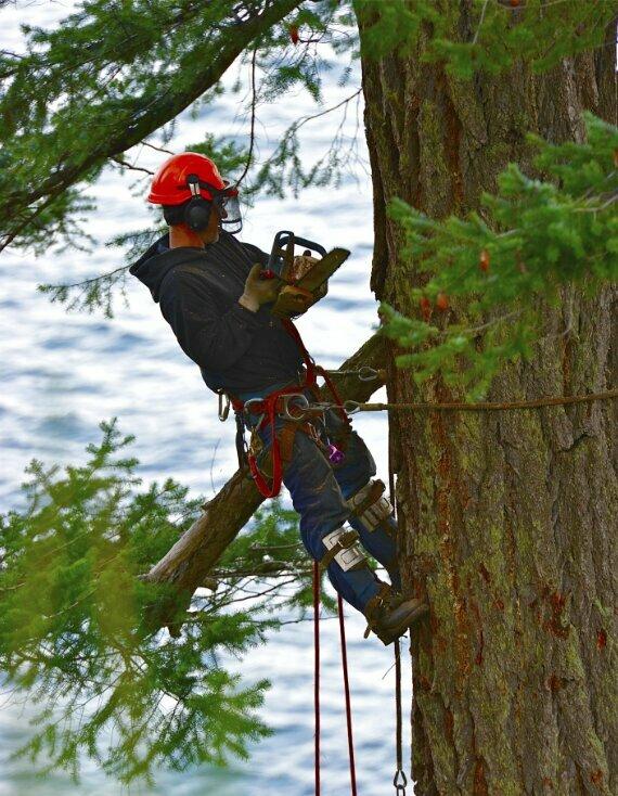 Francisco's Tree Service