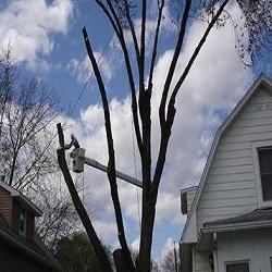 Planetary Tree Service
