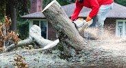 SavATree - Tree Service & Lawn Care