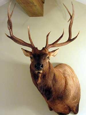 A Lasting Memory Taxidermy