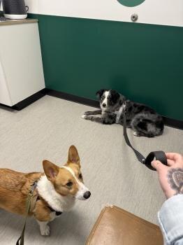 Fremont Animal Hospital