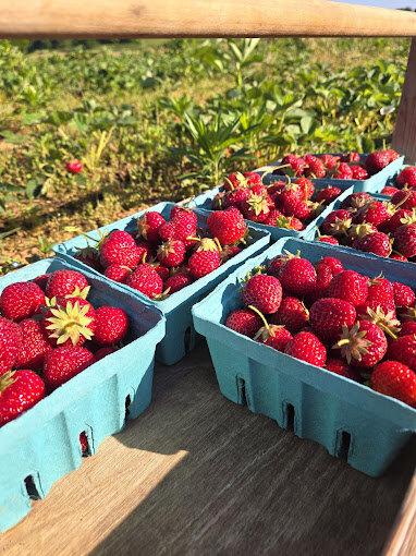 SK Strawberry Lane Farm