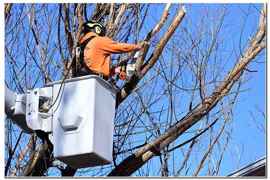 Mr. Stump Tree Service