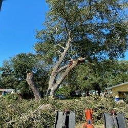 All Weather Tree Service