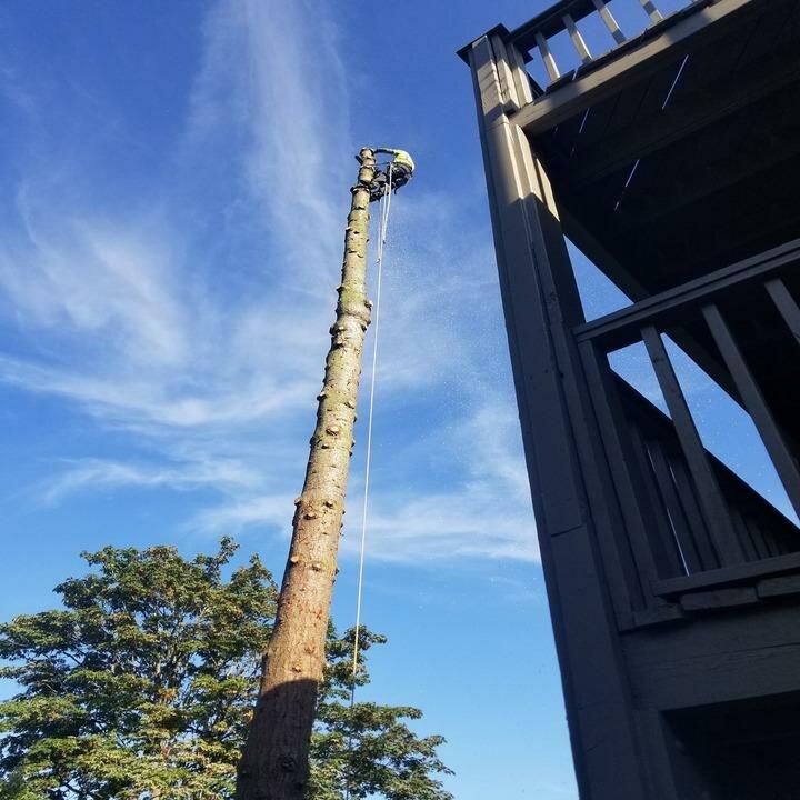 AA Tree Service Inc