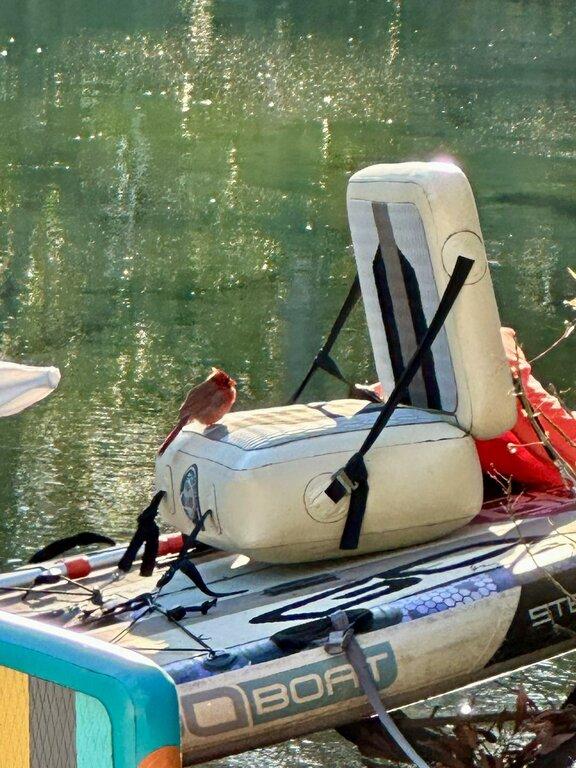 My Round Boat!-Goboat Sales/Rentals