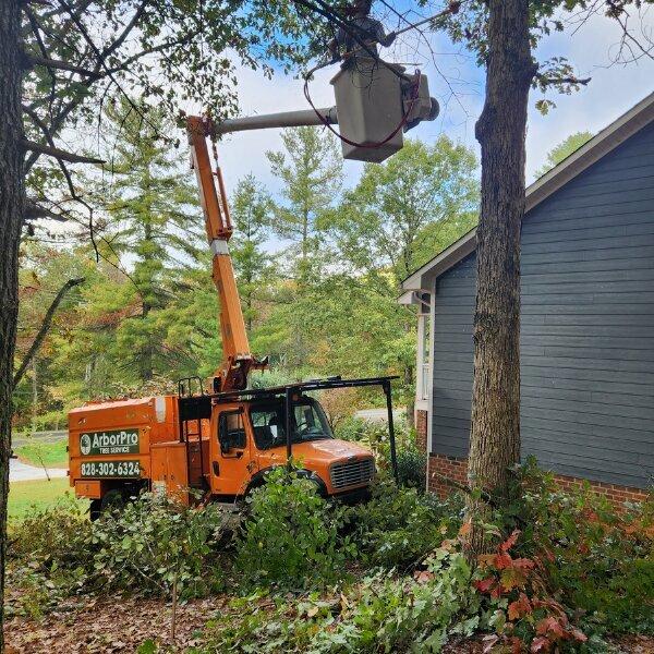 Arborpro Tree Service