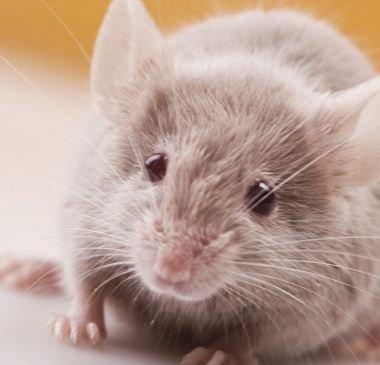 Thackrey Pest Management LLC