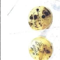 Mary's House of Healthy Living