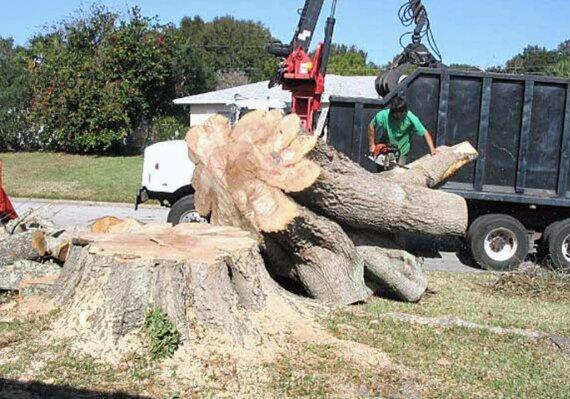 Galvin Tree Cutting