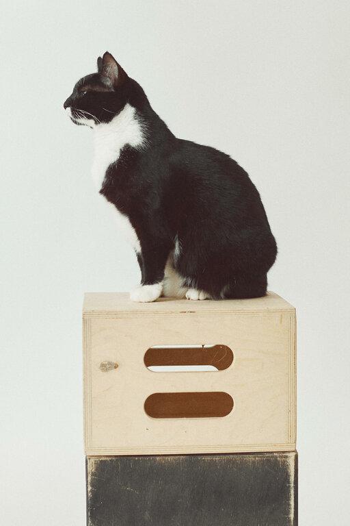 Petvet365 Pet Hospital Louisville/Anchorage