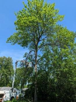 All Around Tree Care