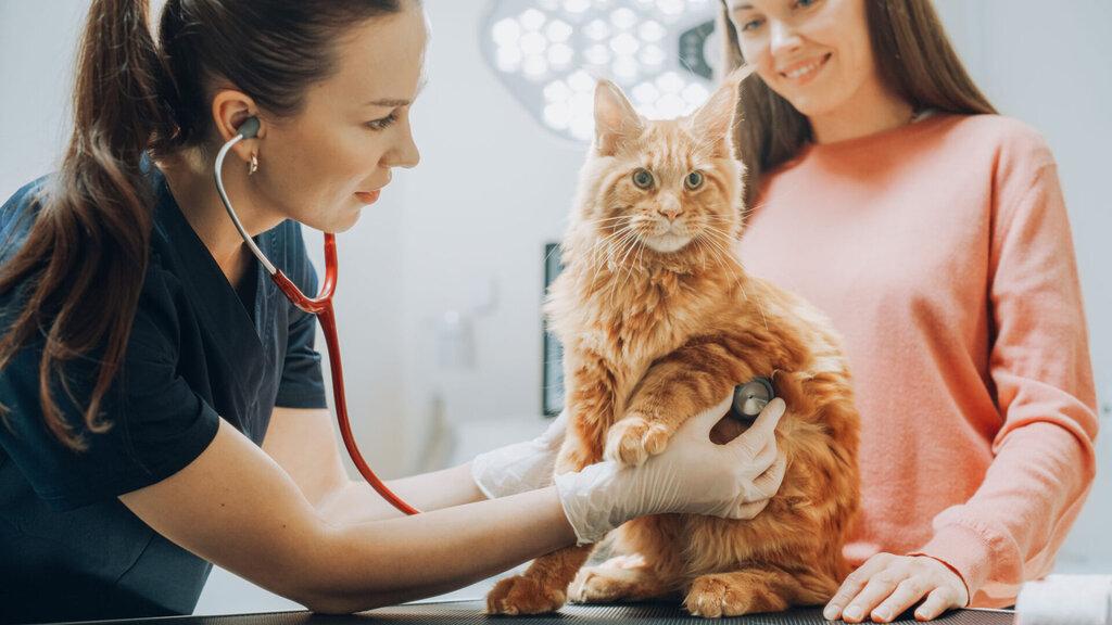 Care Animal Clinic