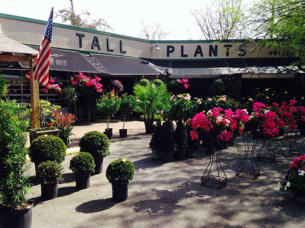 Tall Plants