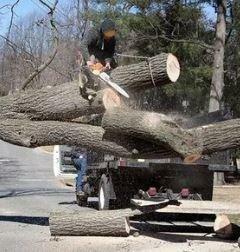 Rick's Tree Expert Co