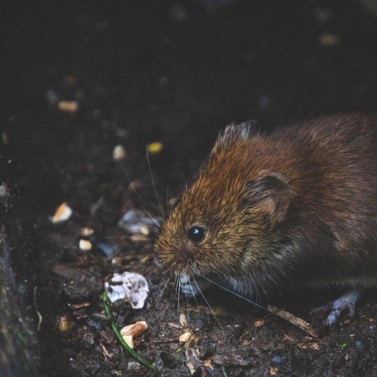 La Rodent Exterminator & Proofing