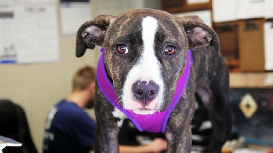 Maclane's Automotive