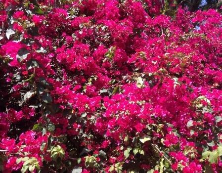 Albright Landscaping, Inc