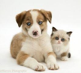 TLC Pet Care Centers