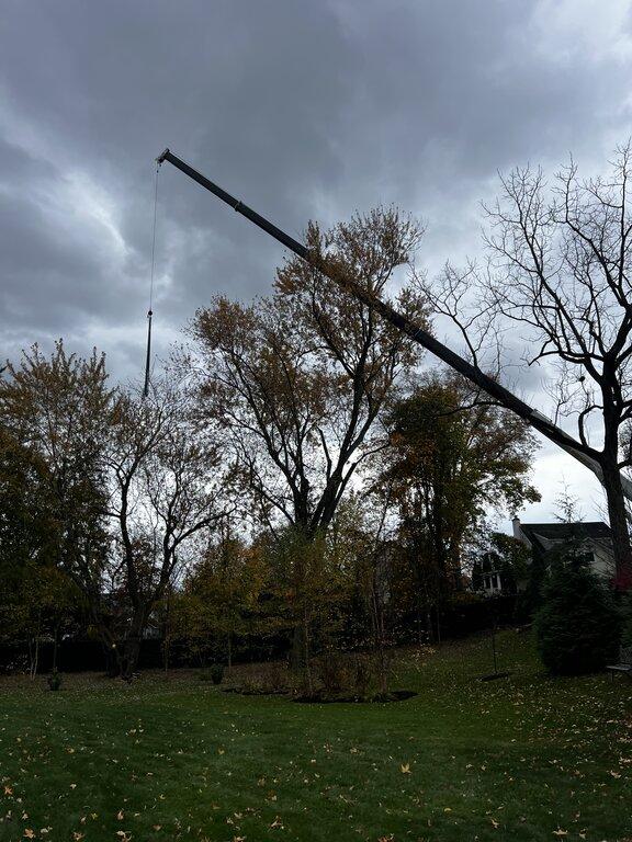 Second Nature Tree LLC