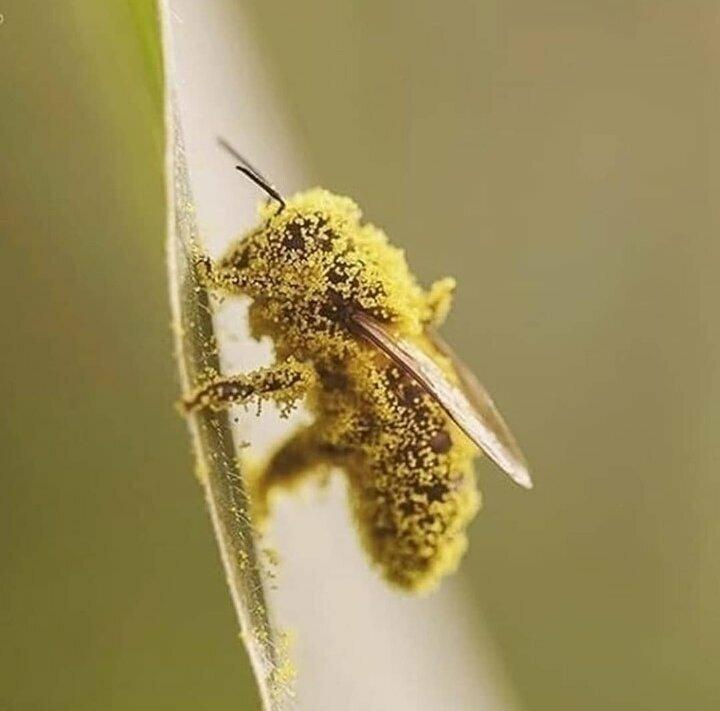 Turbo Pest Solutions