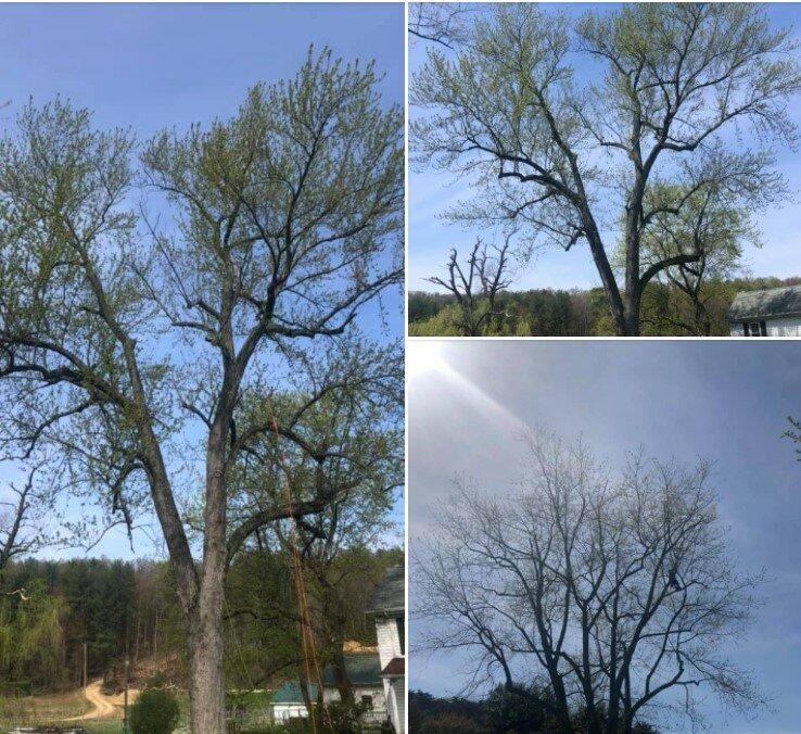 Jameson Tree Pruners