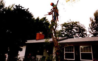 Tom's Lawn & Tree Care