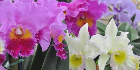 Akatsuka Orchid Gardens