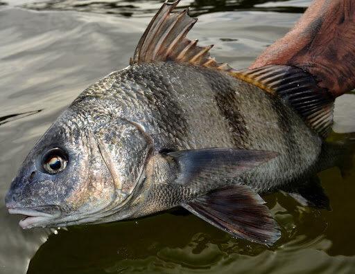 County Line Charters