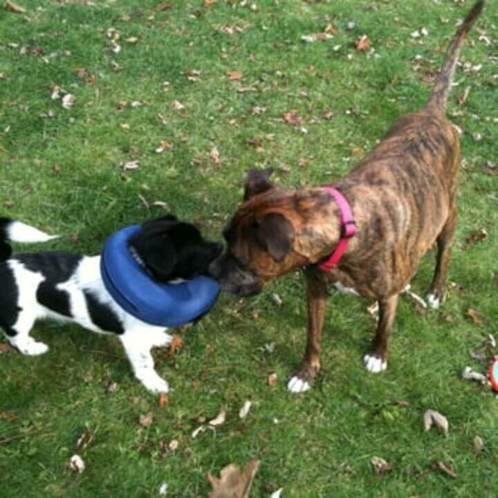 Crest Hill Cat and Dog