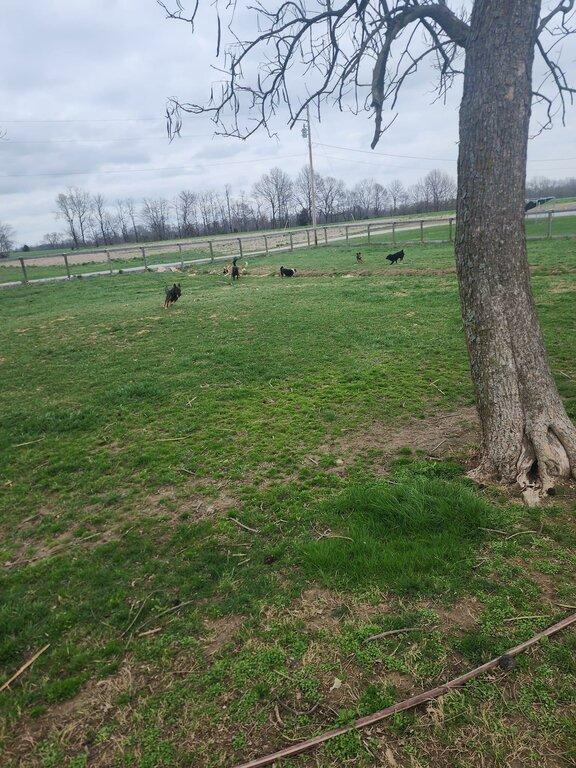 Camp Canine Elite Dogs - Training, Boarding & Grooming