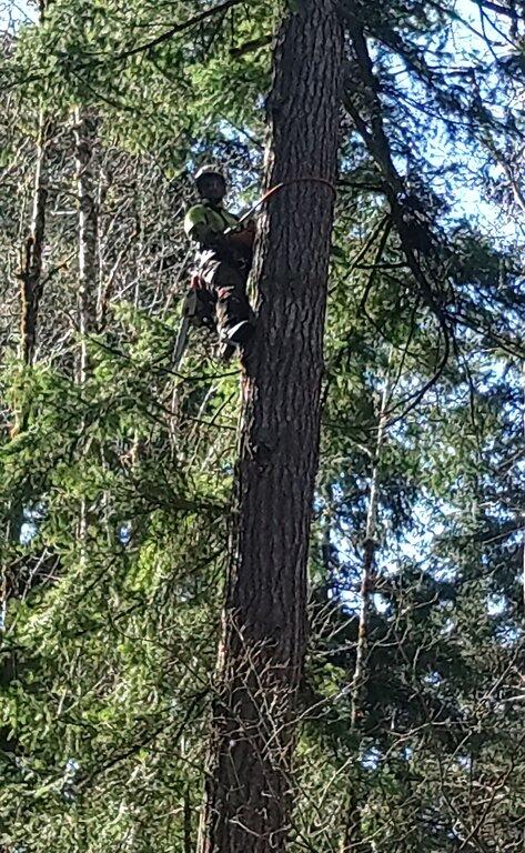 CK Tree & Wood Working