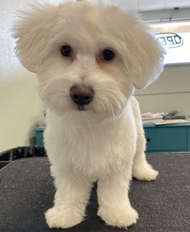 The Royal S'paw By Pretty Paws