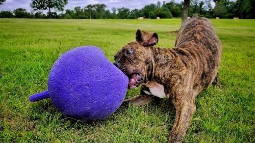 Off Leash K9 Training Huntsville