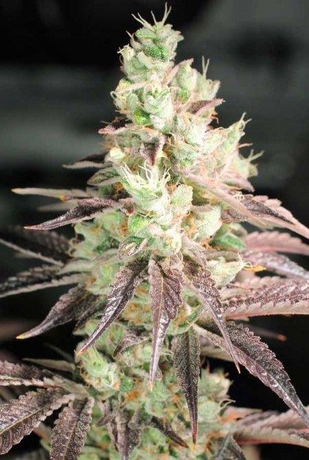 Colorado Seed Inc