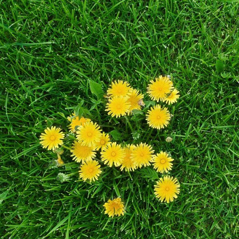 Real Green Pest and Lawn