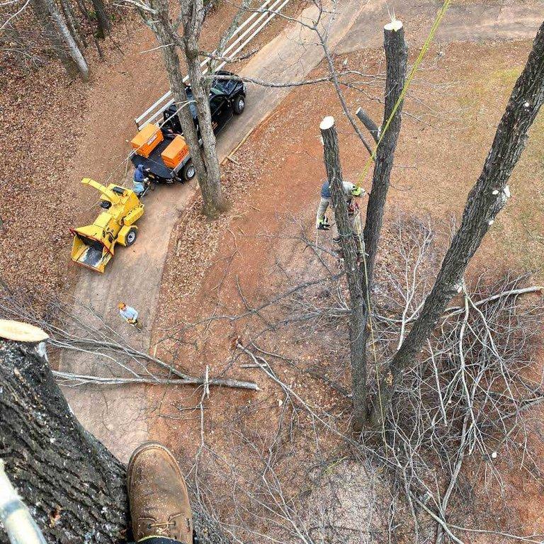 RMZ Tree Service
