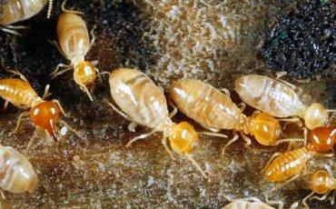 Killroy Pest Control