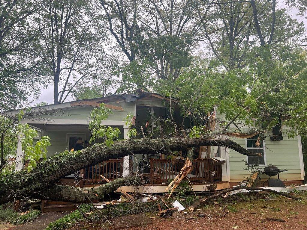 Elephant Trunk Tree and Landscaping