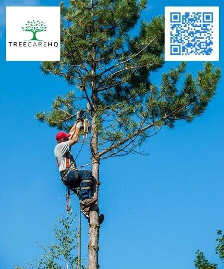 TreeCareHQ Lynn